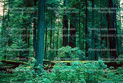 fallen trees in the forest, Avenue of the Giants, Humboldt County