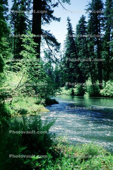 Forest, Eel River, Avenue of the Giants, Humboldt County
