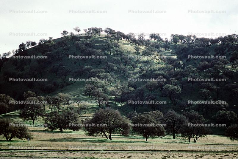 Hills, trees, Salinas Valley