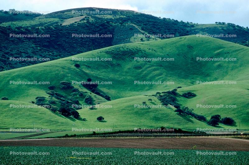 Hills, Trees, velvet, Salinas Valley