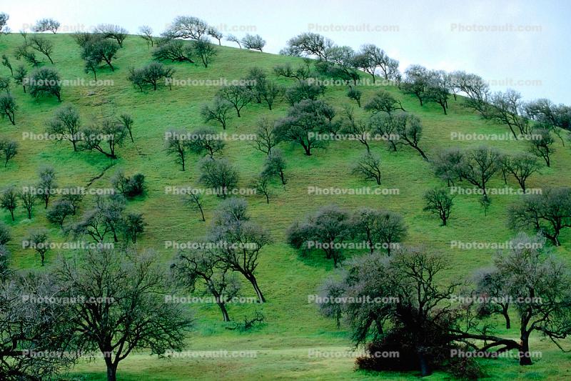 Monterey County, Hill fractals, Hillside