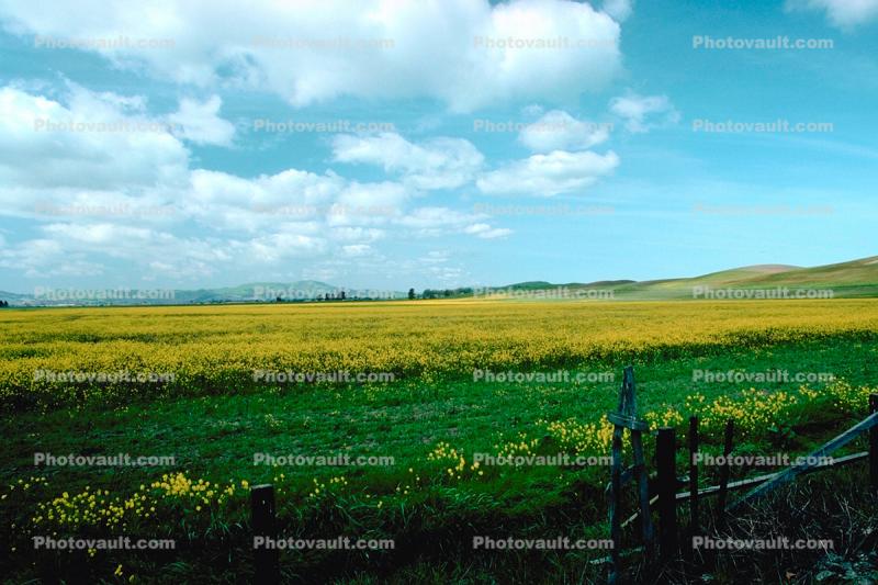 Yellow Fields, flowers, cumulus clouds