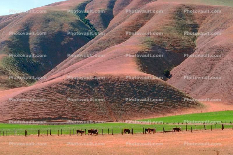 Ridges, hills, Diablo Range, cows, fence, patterns, shapes