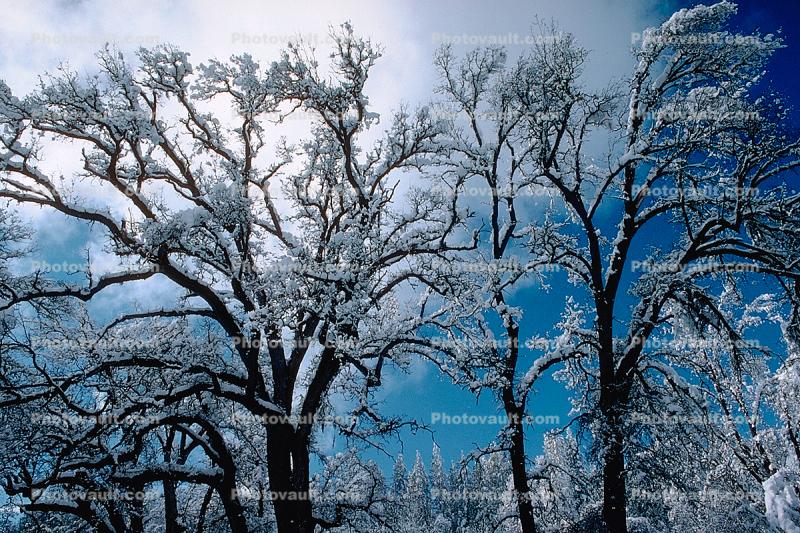snow covered trees fractals, Ice, Cold, Chill, Chilled, Chilly, Frosty, Frozen, Icy, Snowy, Winter, Wintry