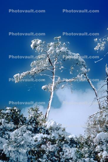 snow covered trees, Ice, Cold, Chill, Chilled, Chilly, Frosty, Frozen, Icy, Snowy, Winter, Wintry