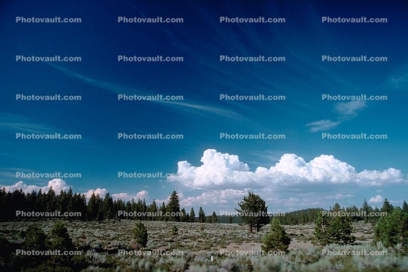 cumulus clouds, trees, field