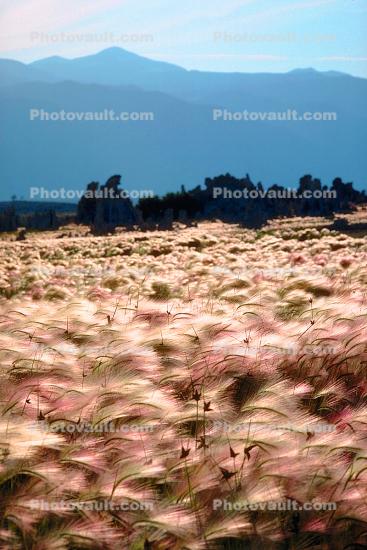 tufa towers, wheat grass