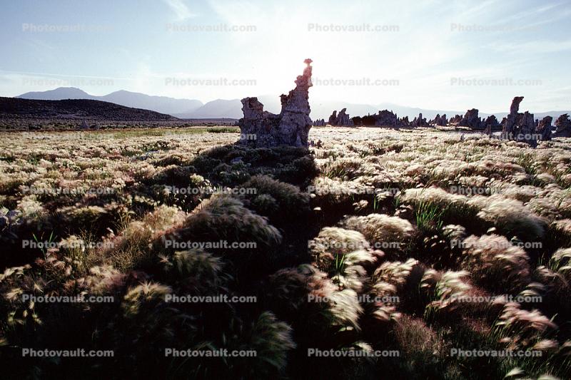 wheat grass, tufa towers