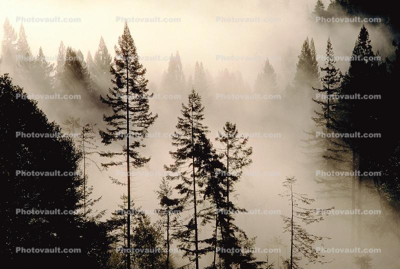 Forest, Foggy, early morning fog, southern Humboldt County