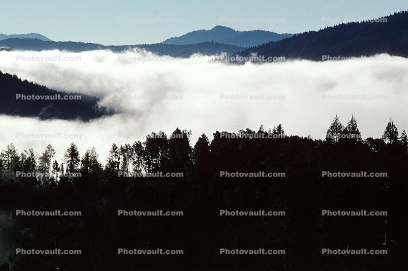 Mountains, forest, foggy, early morning fog, southern Humboldt County