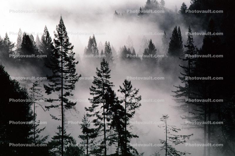 forest, foggy, early morning fog, Mountains, southern Humboldt County