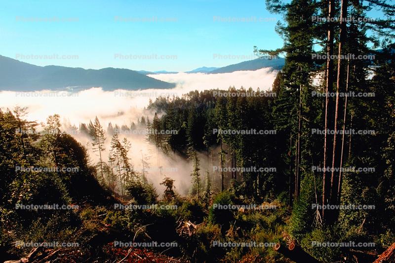forest, foggy, early morning fog, southern Humboldt County
