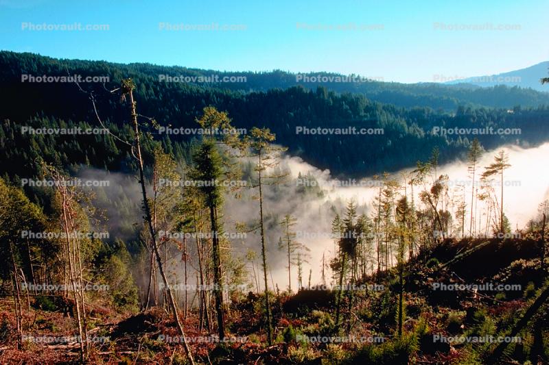forest, foggy, valley, early morning fog, southern Humboldt County