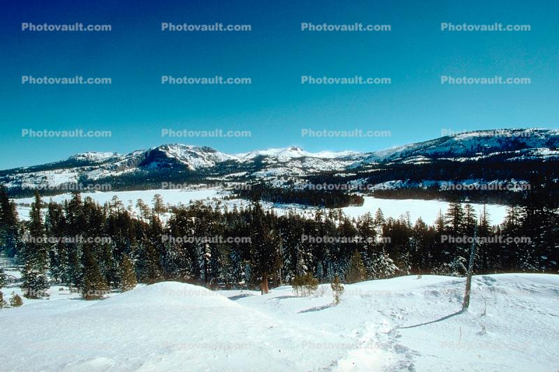 Trees, Forest, Valley, Mountain Range, Snow, Ice, cold