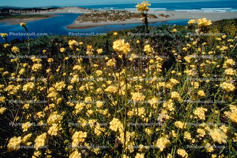 River, Yellow Flower Fields, coast, shoreline, shore, coastline, coastal, Sonoma County