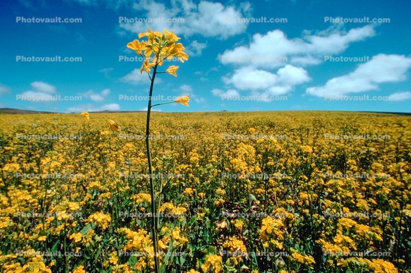 Yellow Flower Fields, Lone Flower, stem, Marin County, California