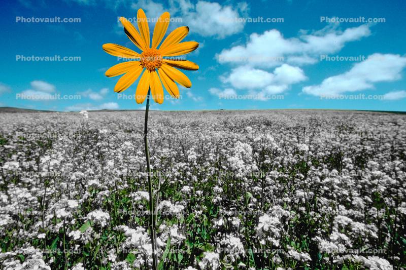 Daisy in a Flower Field