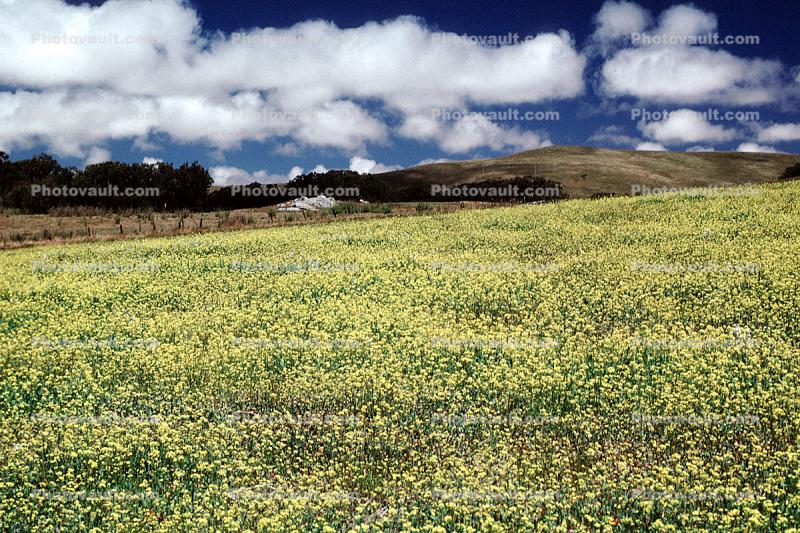 Marin County, California, Yellow Flowers