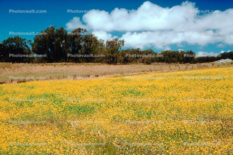Marin County, California, Yellow Flower Fields