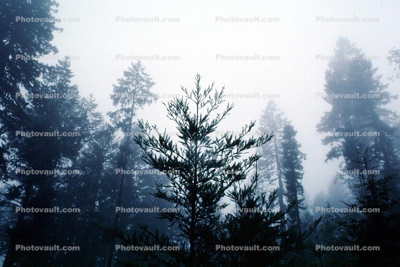 Fog, foggy Redwood Forest, Occidenta