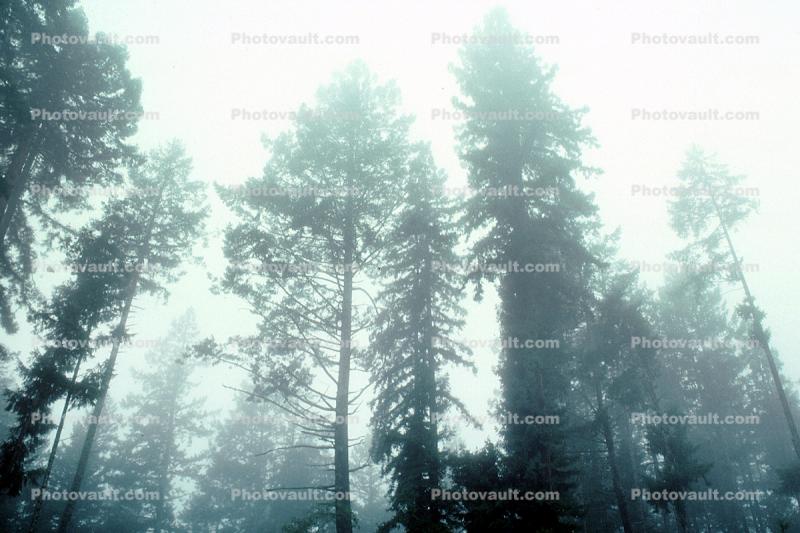 Fog, foggy Redwood Forest