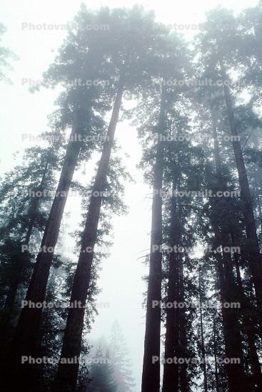 Fog, foggy Redwood Forest
