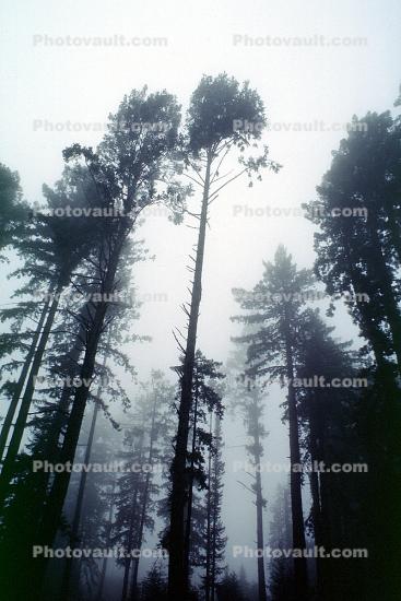 Fog, foggy Redwood Forest, Occidental, Sonoma County, California