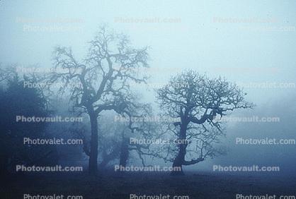 Early morning fog fractals