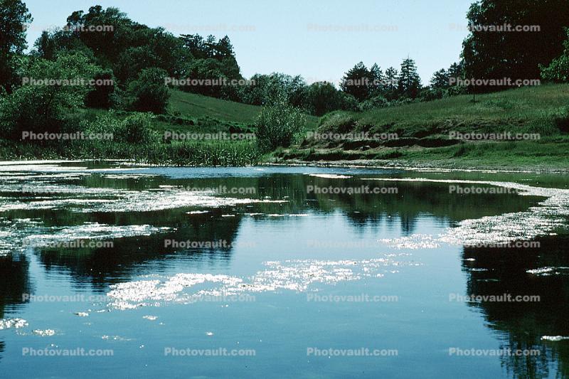 Bullfrog Pond, Austin Creek State Park