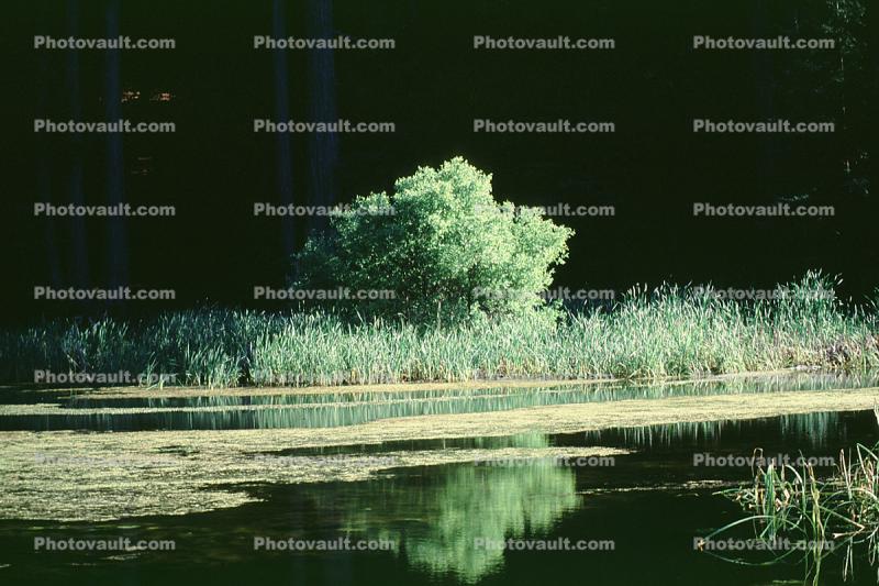 Bullfrog Pond, Lake, reflection, reeds, Austin Creek State Park