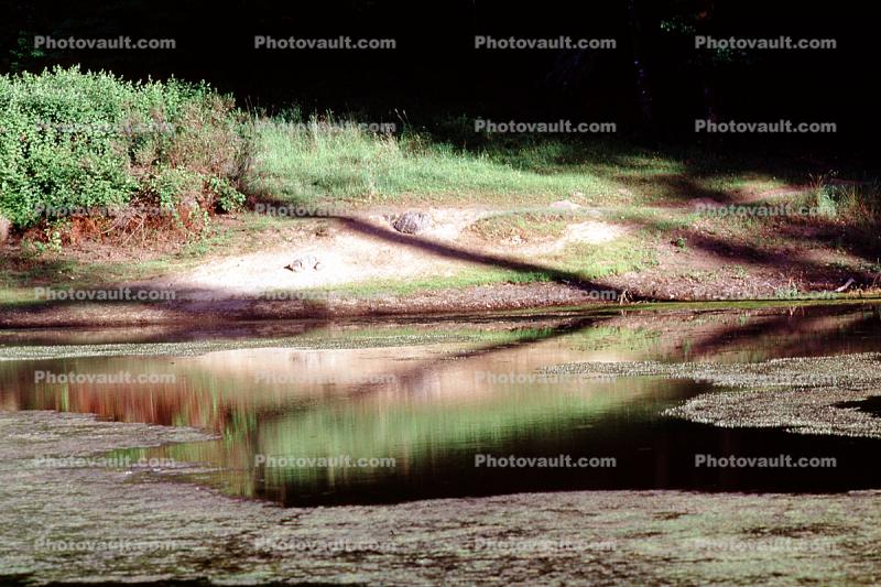 Bullfrog Pond, Lake, reflection, Austin Creek State Park
