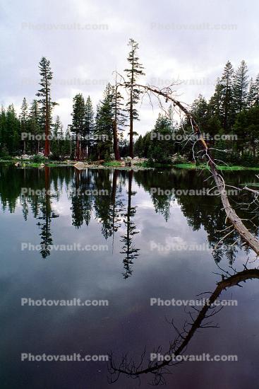 Lake, trees, reflection, water