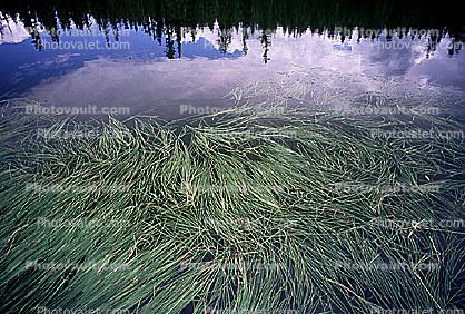 Lake, trees, reflection, water grass, water