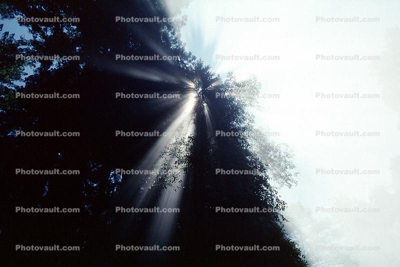 Crepuscular Rays, Fog, Spiritual Light, Sun Streamers, Spirit, sunbeams