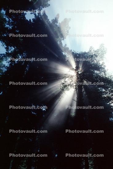 Crepuscular Rays, Fog, Spiritual Light, Sun Streamers, Spirit, sunbeams