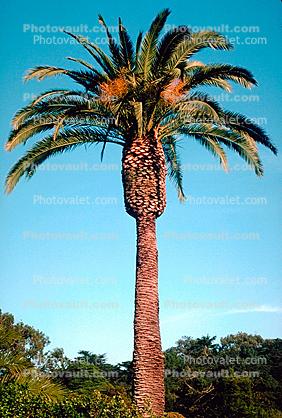 Palm Tree, Date Palms