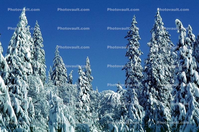 trees, snow, Ice, Cold, Chill, Chilled, Chilly, Frosty, Frozen, Icy, Snowy, Winter, Wintry