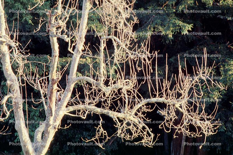 Gravenstein Apple tree, Occidental, Sonoma County, California