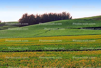 Yellow fields of flowers, hills