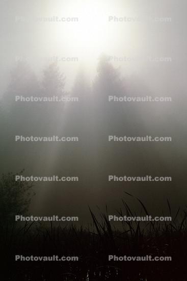misty morning fog, Bull Frog Pond