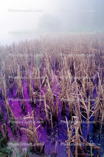 reeds, wetlands, misty morning fog, Bull Frog Pond