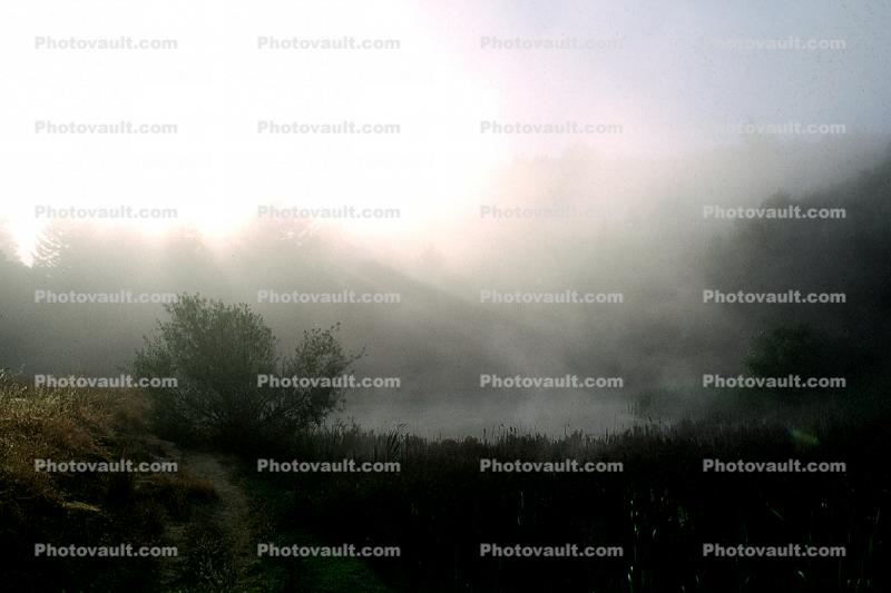 sun through the fog, misty morning fog