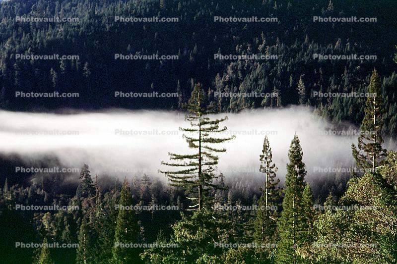 Humboldt County, Patchy Fog