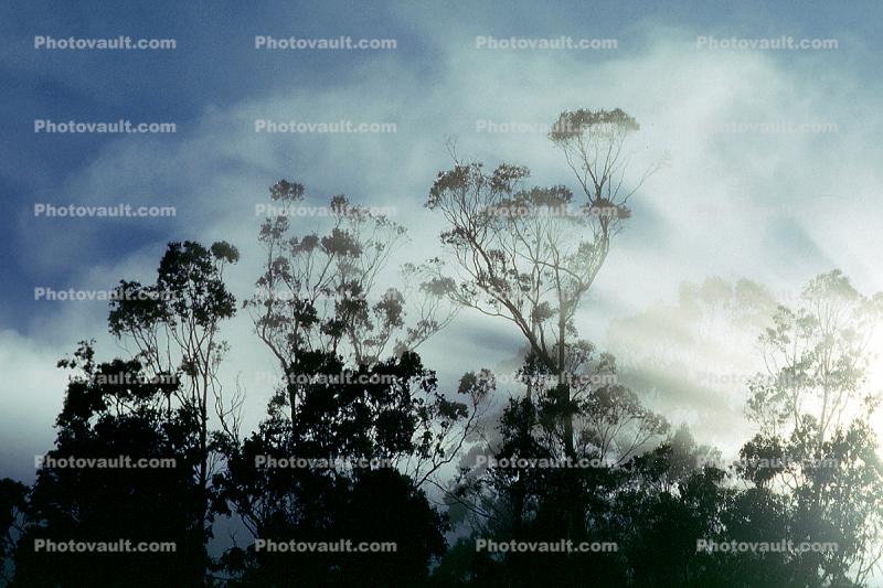 Eucalyptus trees, Sausalito, Marin County, California