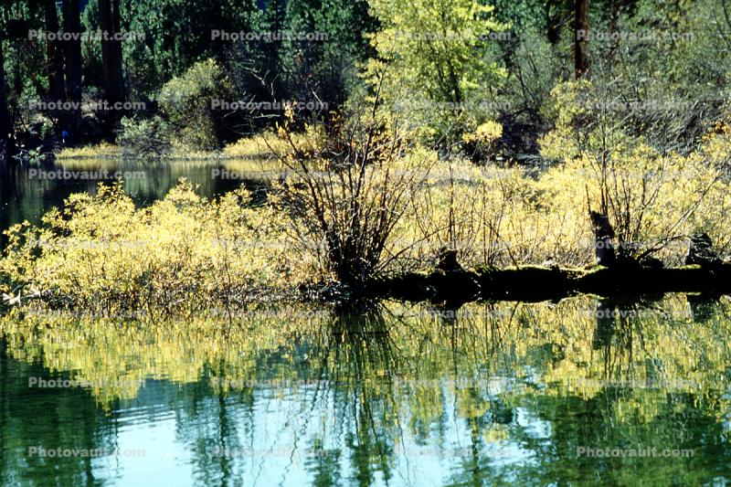 Lake, Water, Reflection, Trees, pond, Fall Colors, shrub, vagetation, autumn
