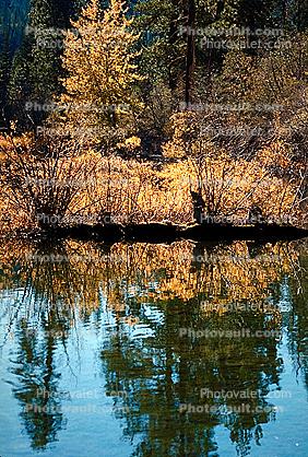 Lake, Water, Reflection, Trees, pond, Fall Colors, autumn