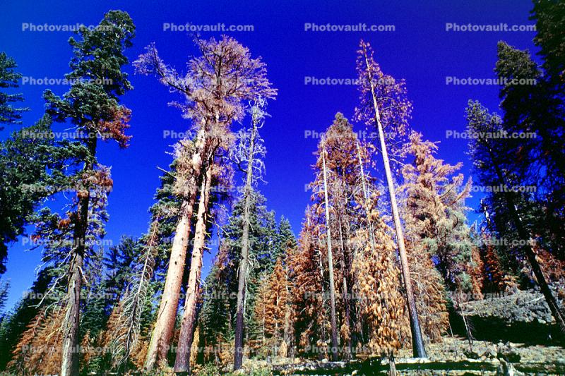 Dead Trees after a Wildland Fire