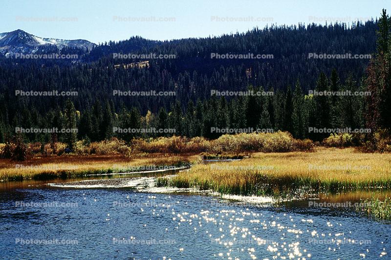 Pond, Lake, Water, Shrub, vegetation, wetlands