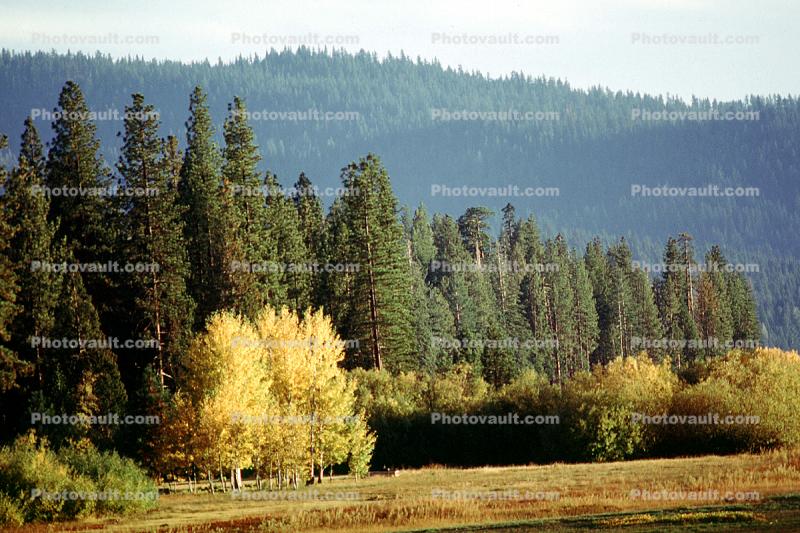 Woodland, Forest, Trees, Hills, Mountains, autumn