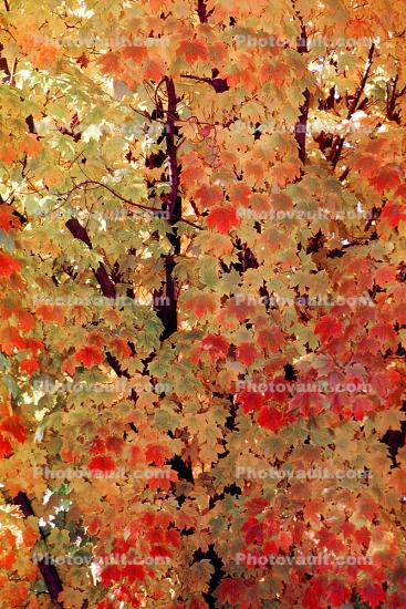 Tree Texture, autumn